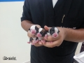 CACHORROS RECIEN NACIDO.jpg