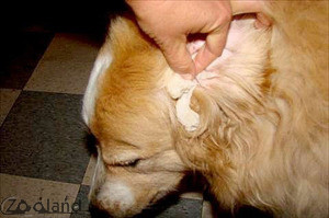 Otitis Canina